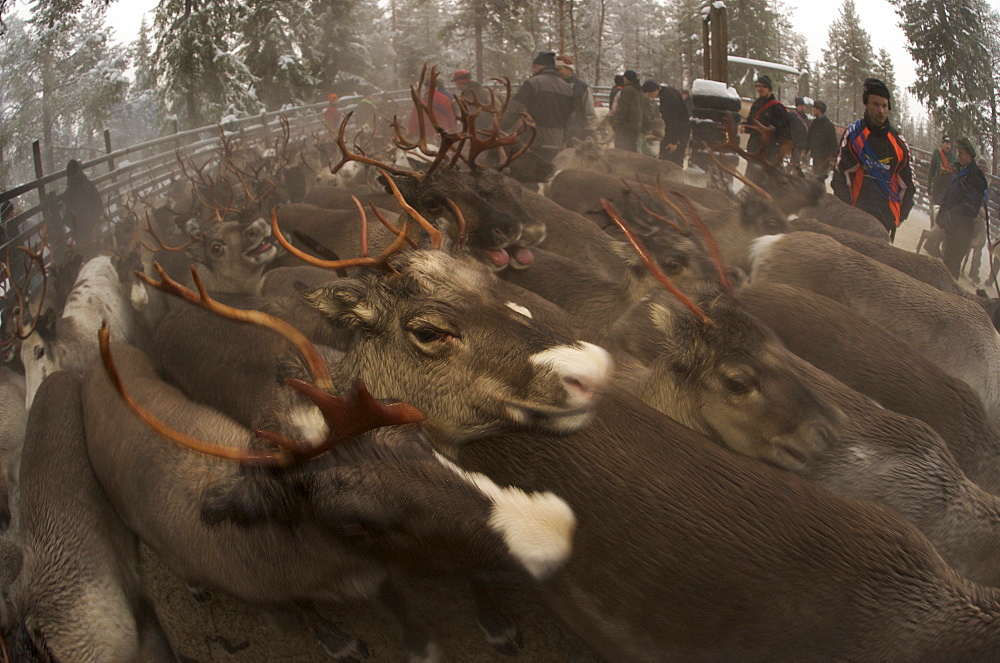 reindeer in pen in Lapland