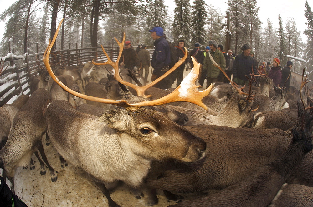 reindeer in pen in Lapland