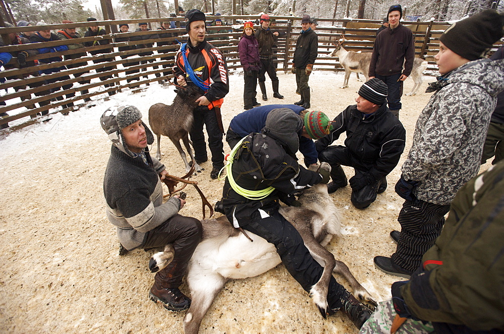 removing antlers and castrating reindeer