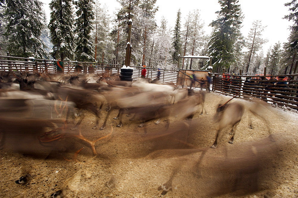 reindeer in pen in Lapland