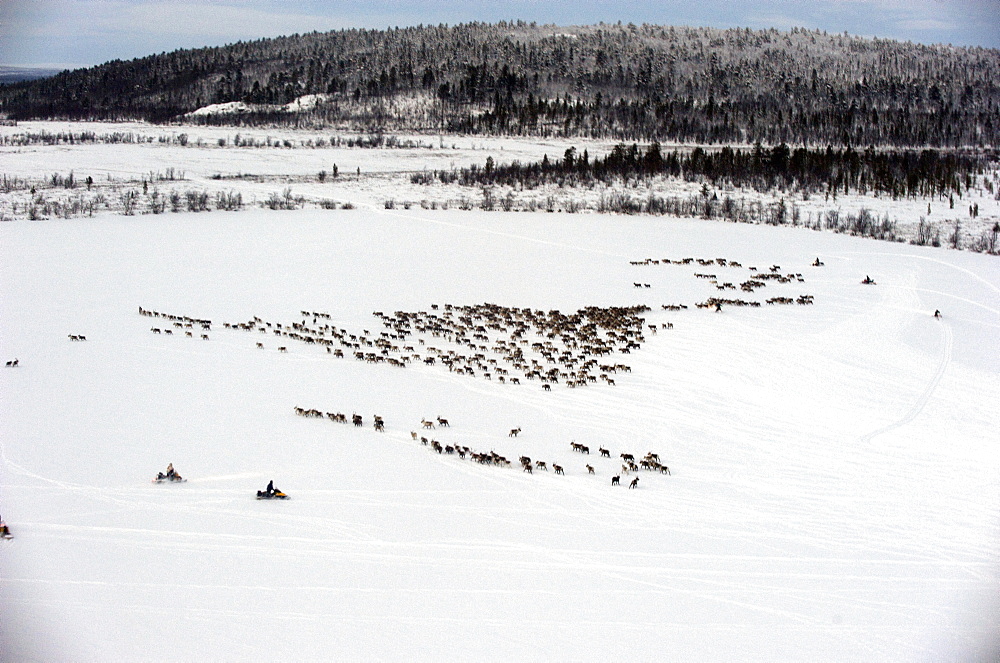 herding reindeer across the artic circle in Lapland