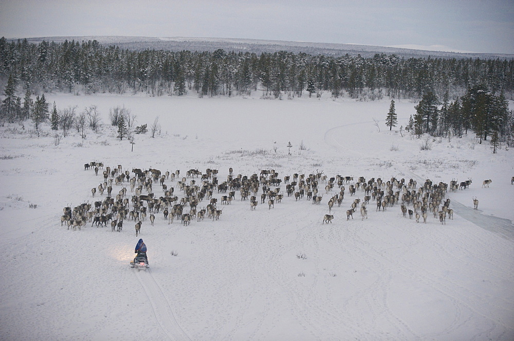 sami reindeers herdsman  hrearn reindeers in the artic circle