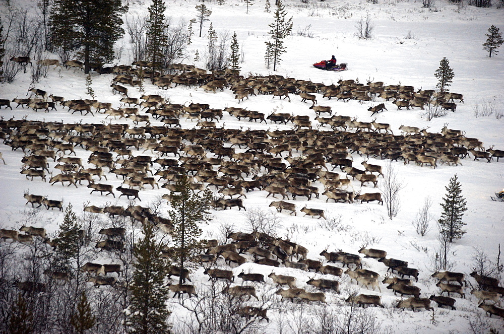 herding reindeer across the artic circle in Lapland