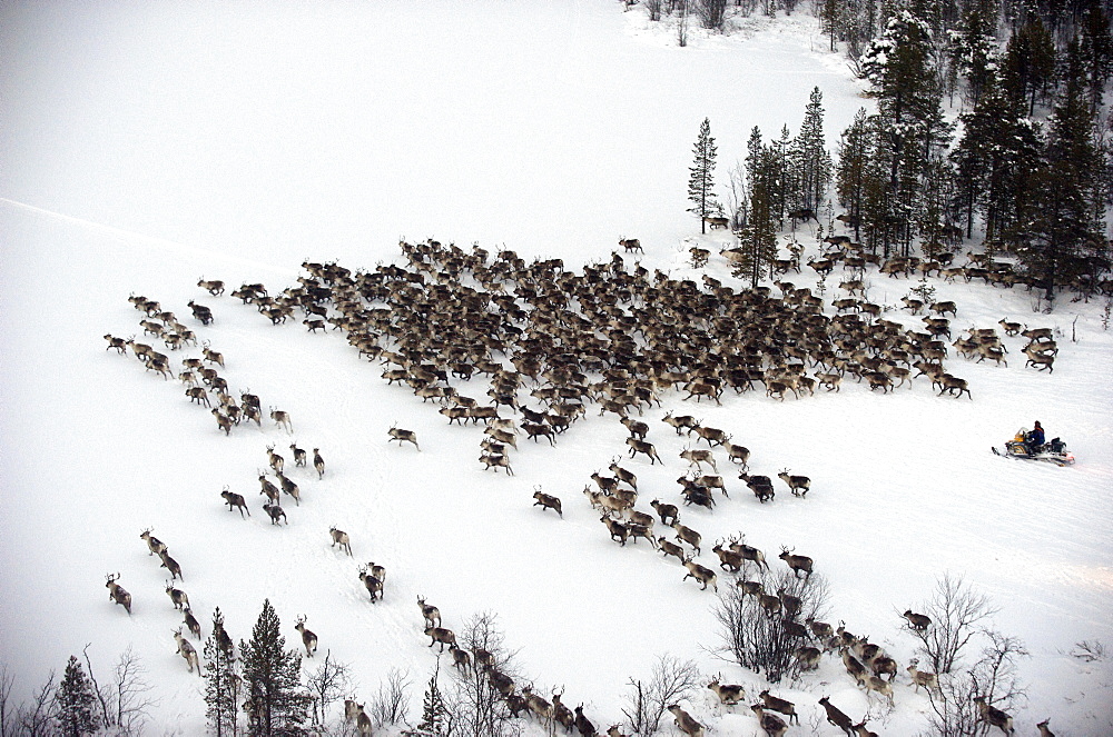 herding reindeer across the artic circle in Lapland