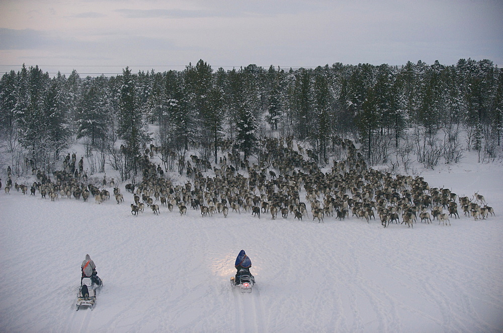 sami reindeers herdsman  sorting reindeers in the artic circle