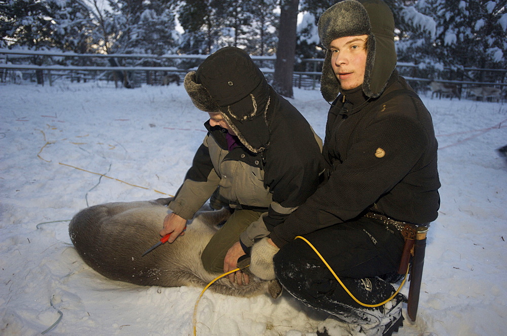 reindeer in pen in Lapland