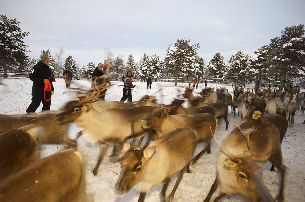 reindeer in pen in Lapland