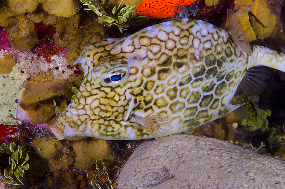 Box fish, Turks and Caicos Islands, West Indies, Caribbean, Central America 