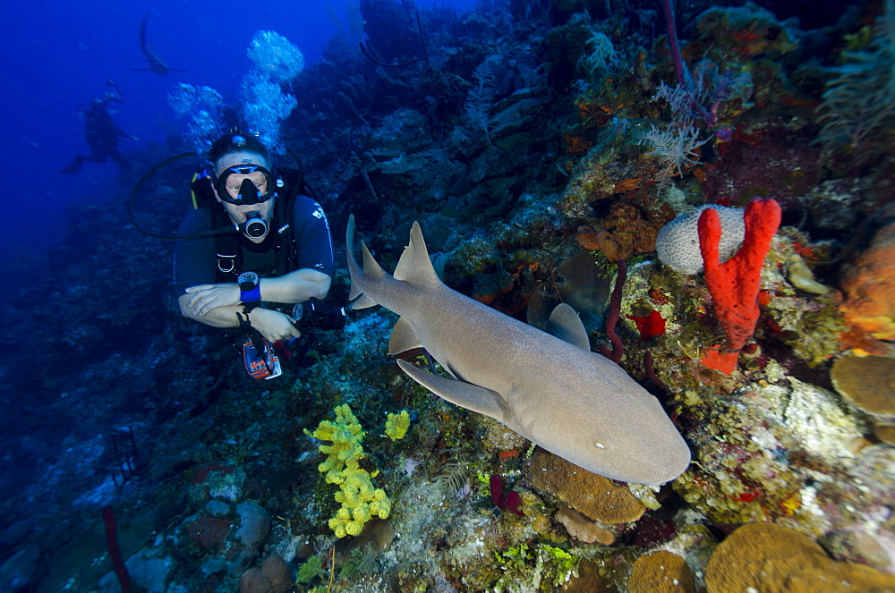 Close encounters with Nurse shark on G Spot Reef, Turks and Caicos, West Indies, Caribbean, Central America