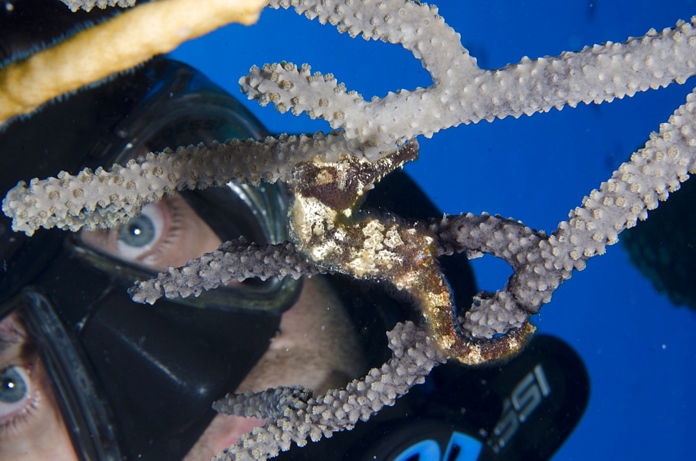 Spiny seahorse hiding in the coral in Turks and Caicos, West Indies, Caribbean, Central America