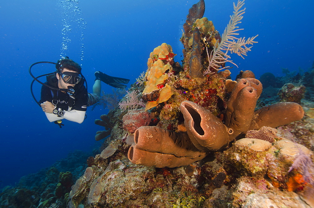 Diver enjoys the stunning reefs of the Turks and Caicos, West Indies, Caribbean, Central America