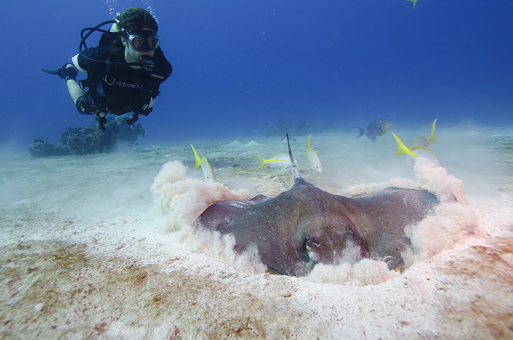 Stingray hunting for fish in the the Turks and Caicos, West Indies, Caribbean, Central America