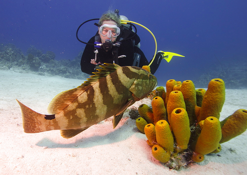 Nassau grouper with dive guide in Turks and Caicos, West Indies, Caribbean, Central America