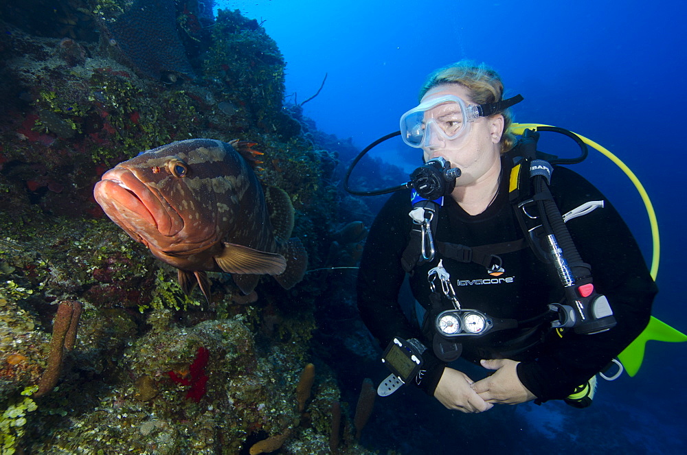 Diver meeting local grouper in the Turks and Caicos, West Indies, Caribbean, Central America