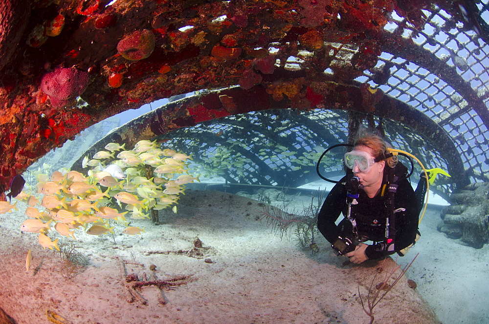 Diver inside the Thunderdome in Turks and Caicos, West Indies, Caribbean, Central America