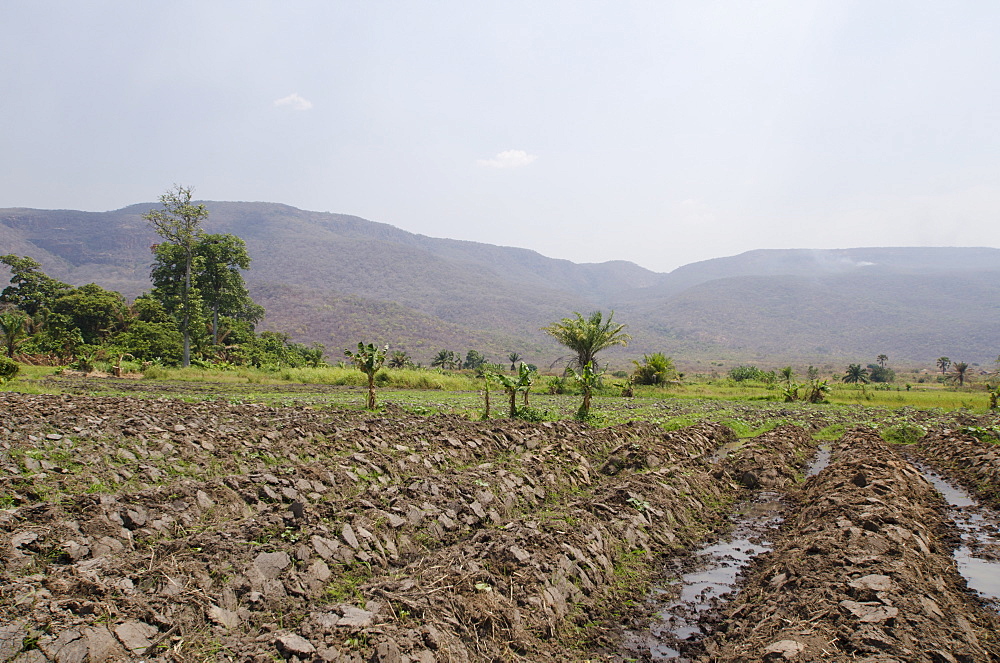 Crops near Lake Tanganyika, Talpia, Zambia, Africa