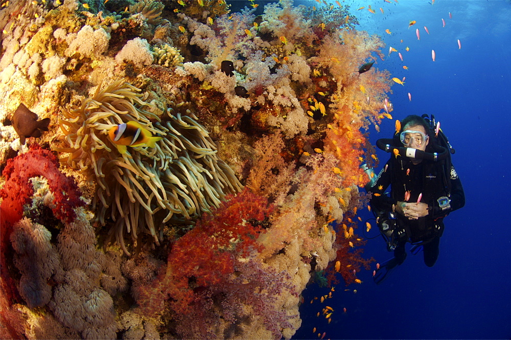 Mixed gas rebreather diver on coral reef.  Red Sea.