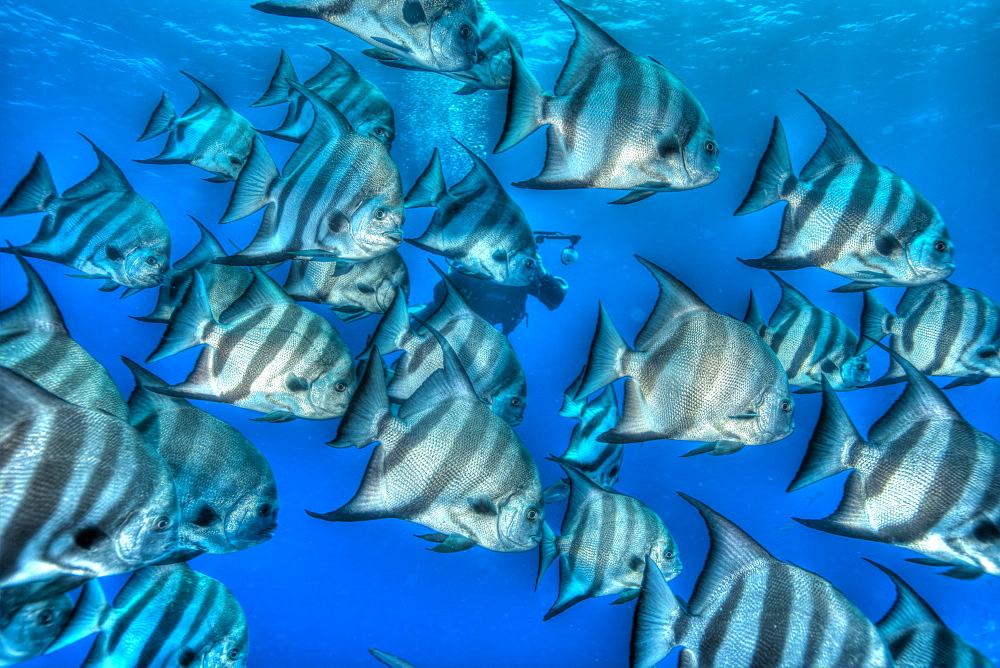 Bat fish in HDR, shot in the Turks and Caicos Islands, West Indies, Central America