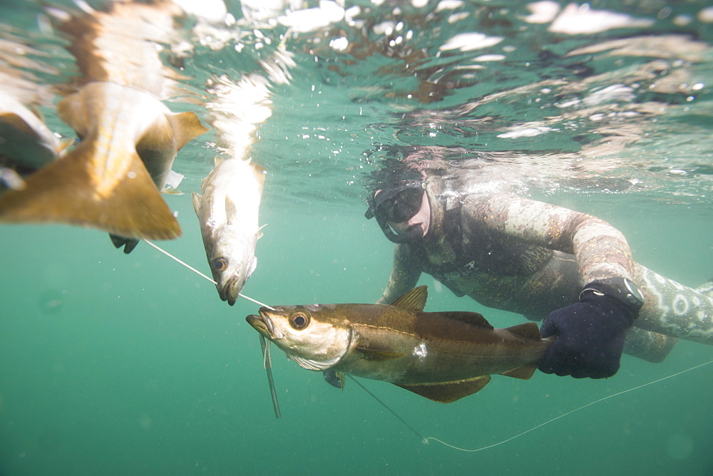 British Spearfishing Championships, Thurlestone, Devon, England, United Kingdom, Europe