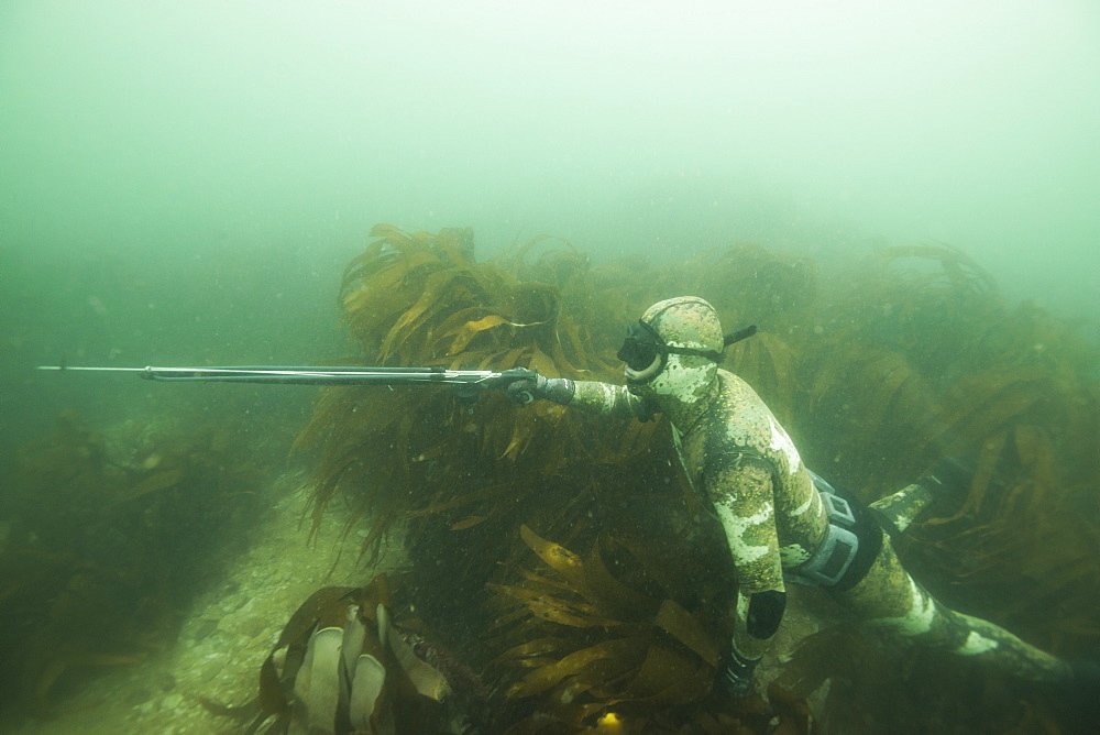 British Spearfishing Championships, Thurlestone, Devon, England, United Kingdom, Europe