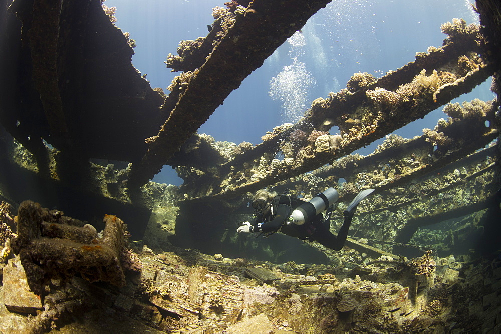 Diving the wreck of The Giannis D, Red Sea, Egypt, North Africa, Africa