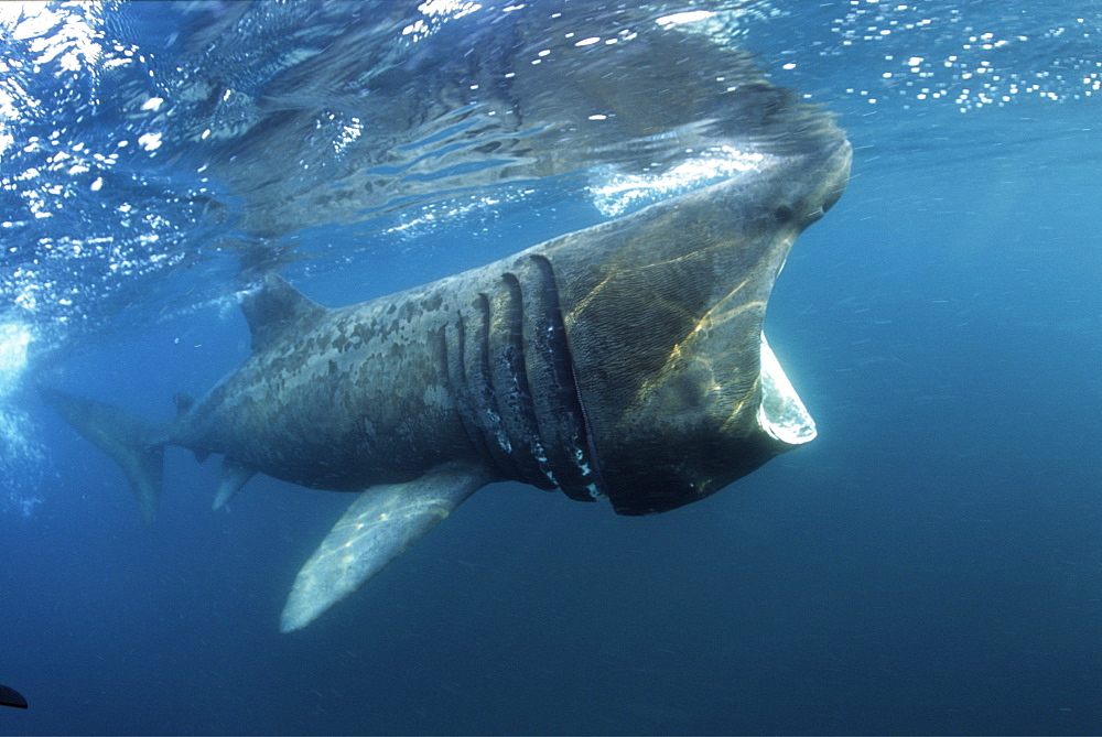 basking shark feeding in the UK, 