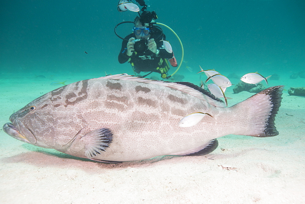 Diver photographing large grouper, Bahamas, West Indies, Central America