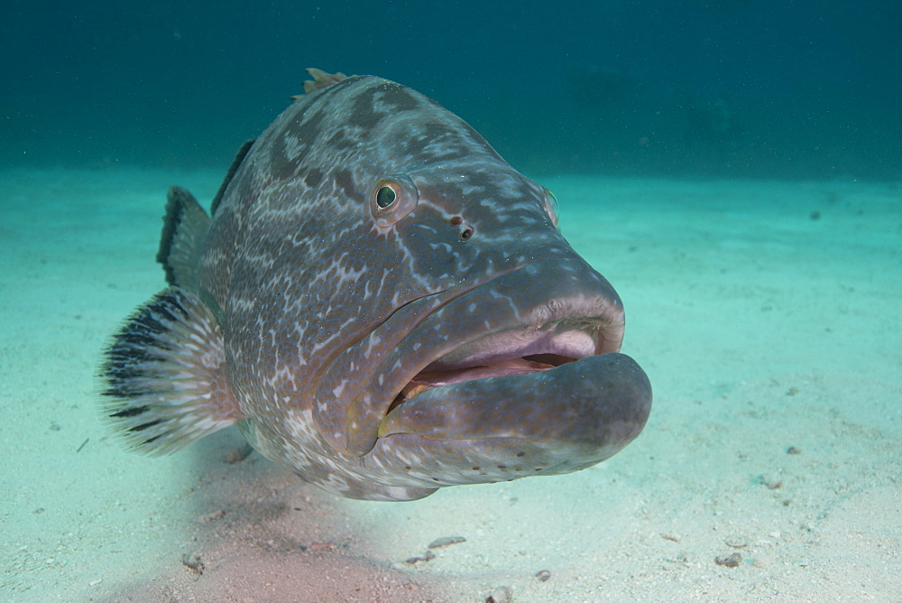 Large Nassau grouper, Bahamas, West Indies, Central America