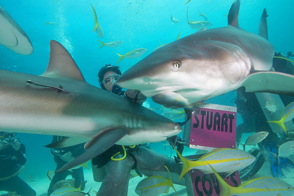 Shark feeding at Stuart Cove, Bahamas, West Indies, Central America