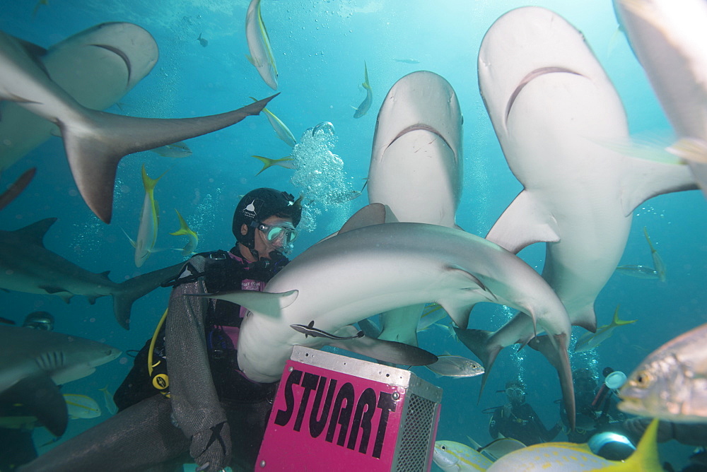 Shark feeding at Stuart Cove, Bahamas, West Indies, Central America