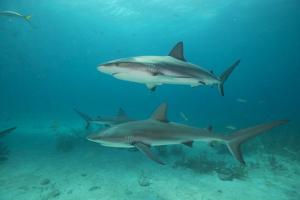 Reef sharks, Bahamas, West Indies, Central America