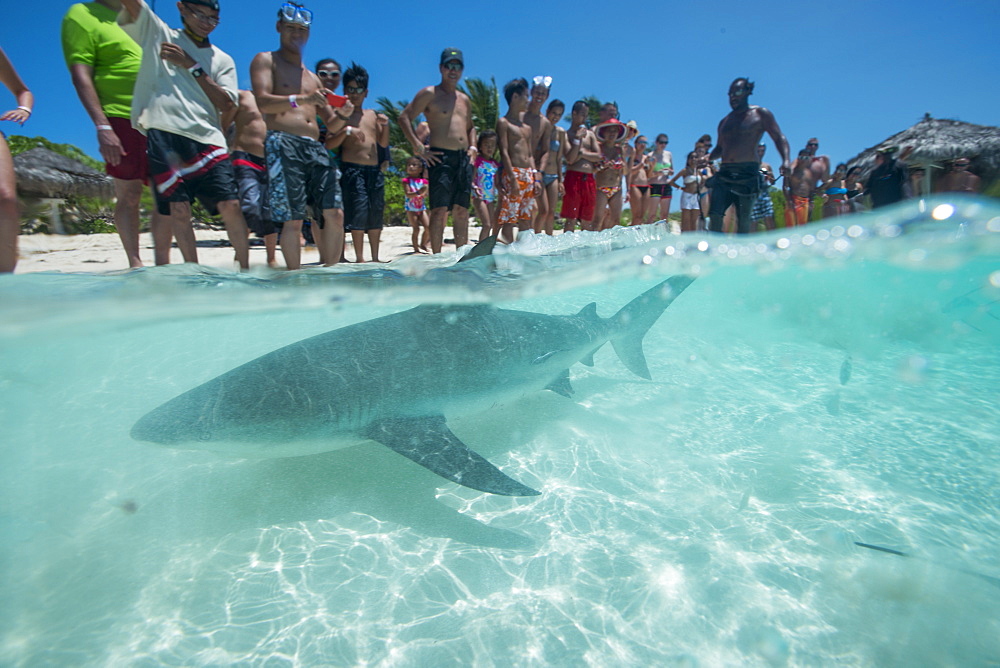 Shark feeding off the beach in the Bahamas, West Indies, Central America