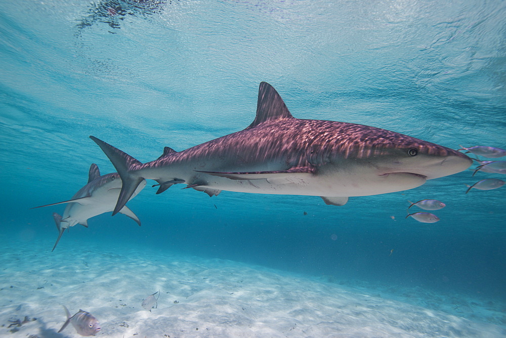 Lemon shark in the shallow waters in the Bahamas, West Indies, Central America