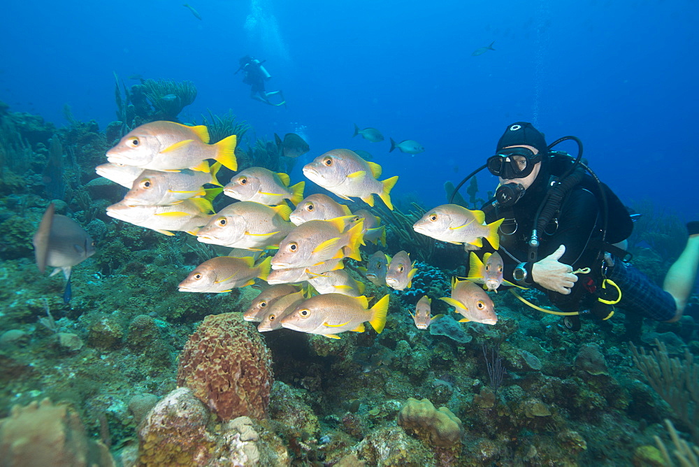 Diver watching schooling snapper fish in Turks and Caicos Islands, West Indies, Central America