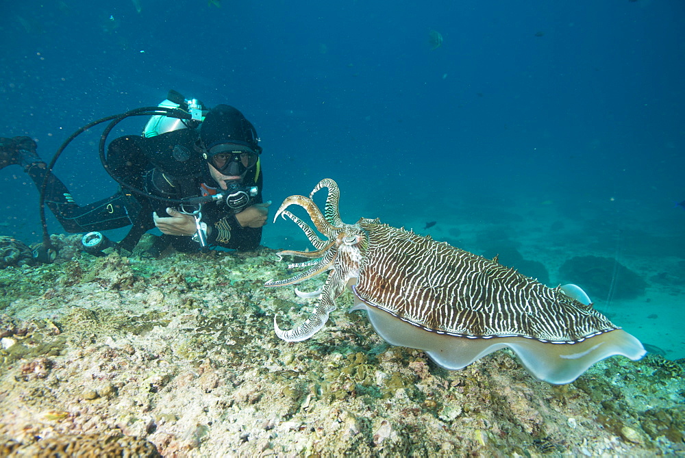 Large cuttle fish at the Aquarium, Dimaniyat Islands, Gulf of Oman, Oman, Middle East