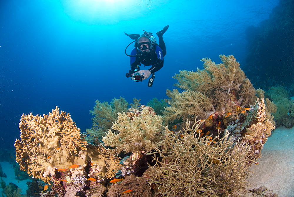 Camera being used by diver underwater in the Red Sea, Egypt, North Africa, Africa