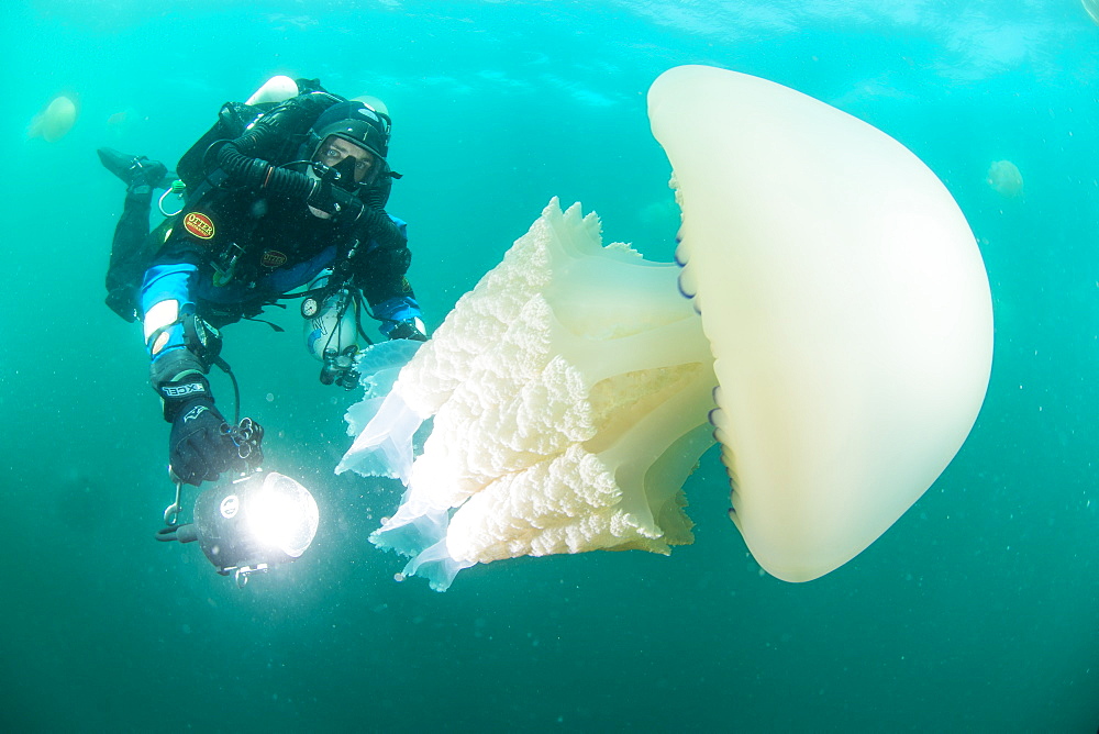 Diver with giant barrel jellyfish off the South Coast, Devon, England, United Kingdom, Europe