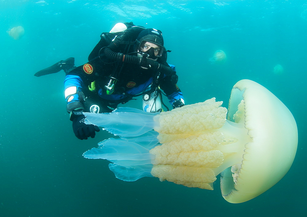 Diver with giant barrel jellyfish off the South Coast, Devon, England, United Kingdom, Europe