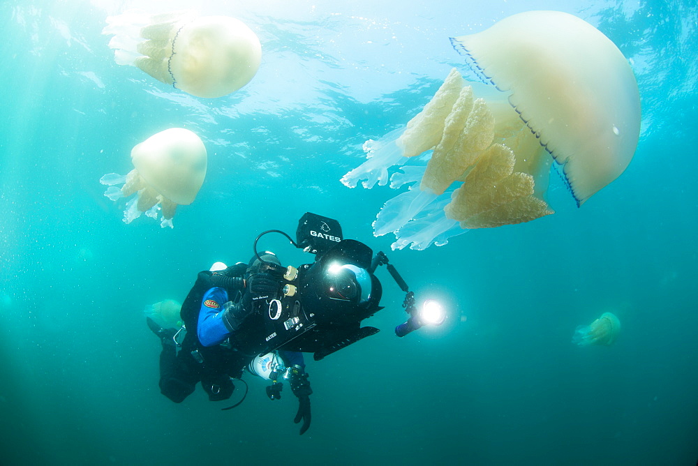 Diver with giant barrel jellyfish off the South Coast, Devon, England, United Kingdom, Europe