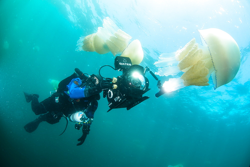 Diver with giant barrel jellyfish off the South Coast, Devon, England, United Kingdom, Europe