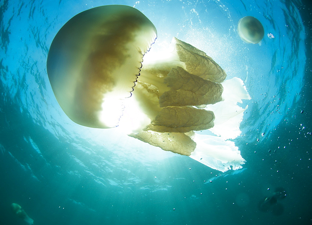 Barrel jelly fish (Rhizostoma pulmo) in United Kingdom waters, Devon, England, United Kingdom, Europe