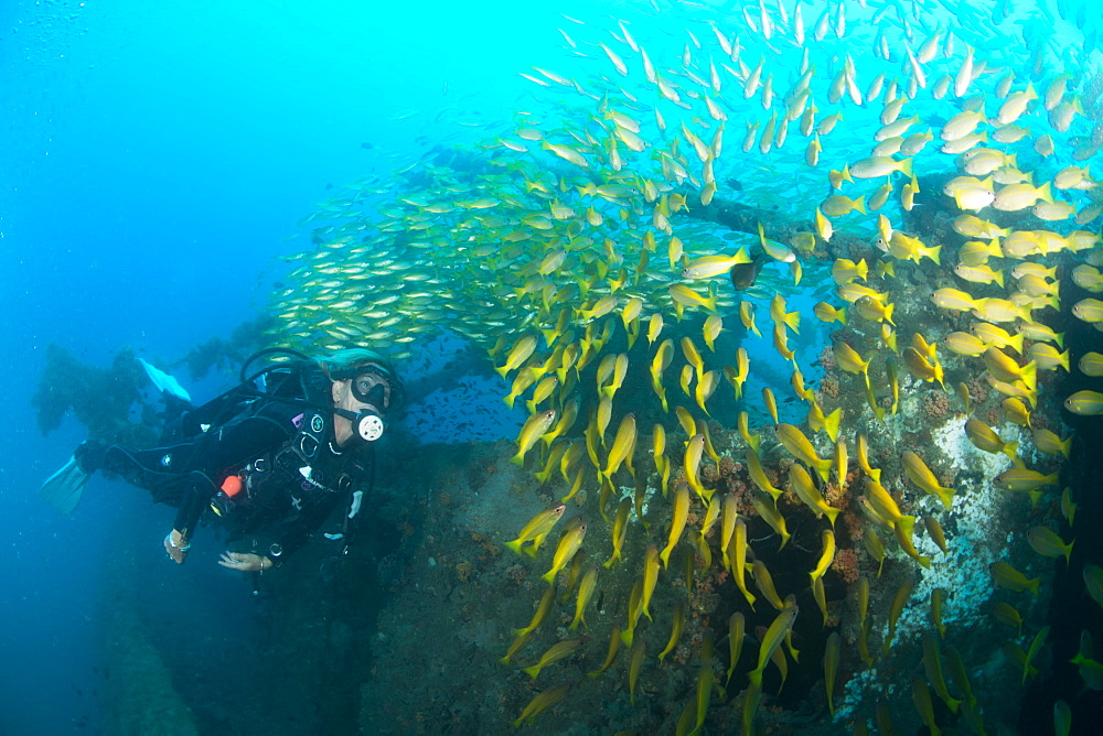 Diver swimming amongst the schooling fish on a ship wreck in Nosy Be, Madagascar, Indian Ocean, Africa