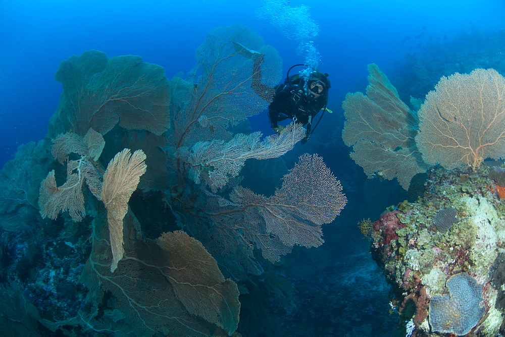 Gogonian diving on Atam Reef, Nosy Be, Madagascar, Indian Ocean, Africa