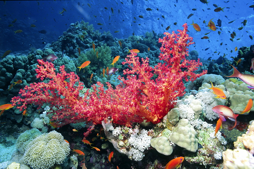 Reef diving in Barbados, Caribbean