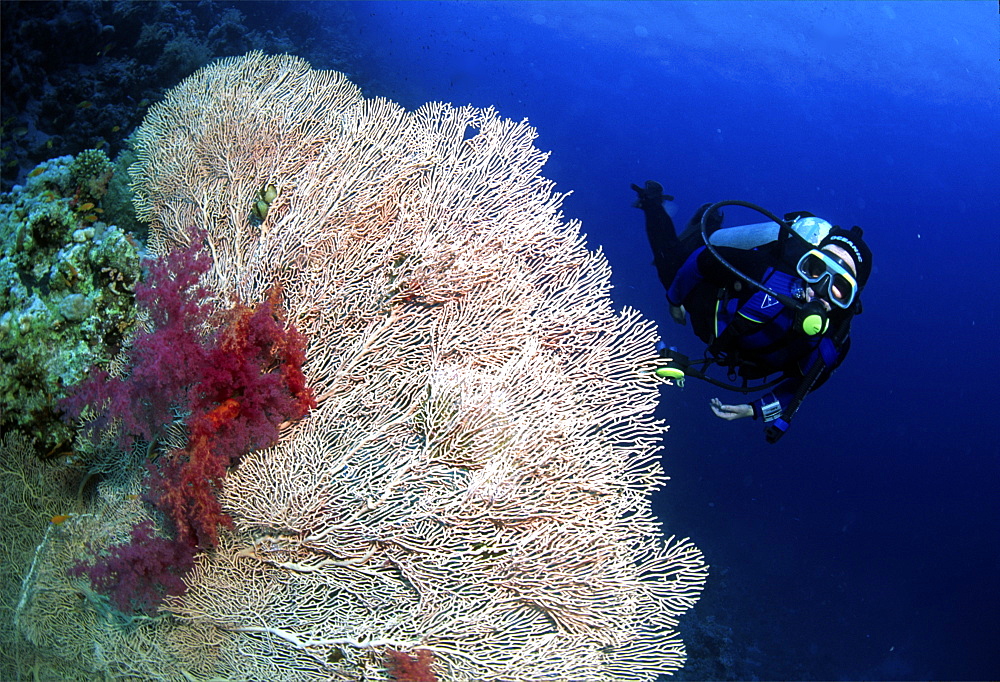 diver in the red sea with some red soft coral