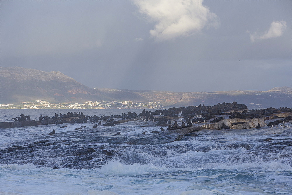 Cape fur seals (Arctocephalus pusillus pusillus), Seal Island, False Bay, Simonstown, Western Cape, South Africa, Africa