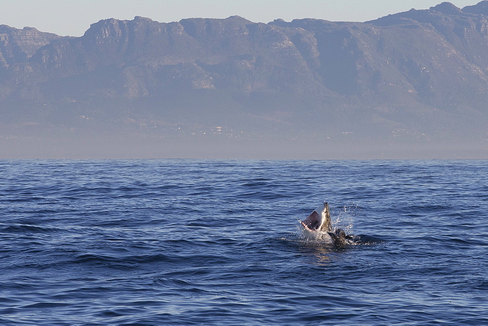 Great white shark (Carcharodon carcharias), Seal Island, False Bay, Simonstown, Western Cape, South Africa, Africa