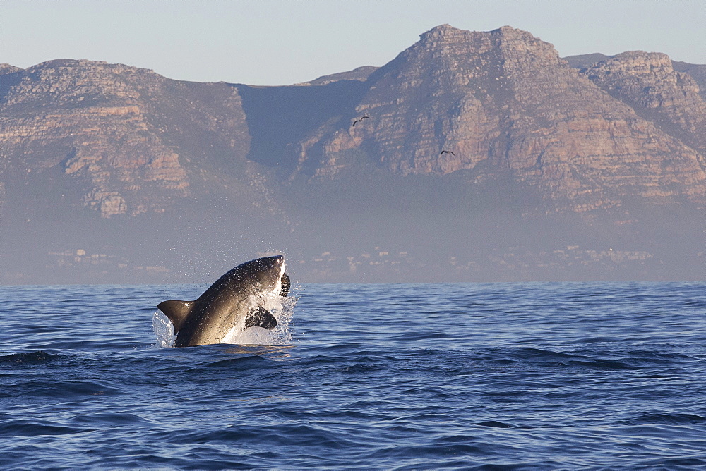 Great white shark (Carcharodon carcharias), Seal Island, False Bay, Simonstown, Western Cape, South Africa, Africa