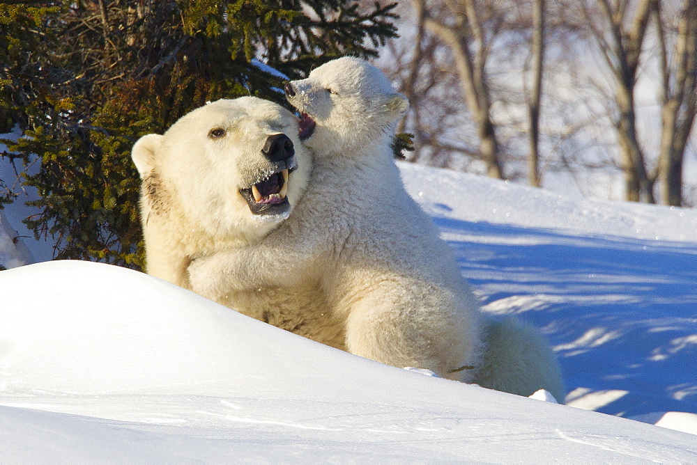 Polar bear (Ursus maritimus) and cub, Wapusk National Park, Churchill, Hudson Bay, Manitoba, Canada, North America 