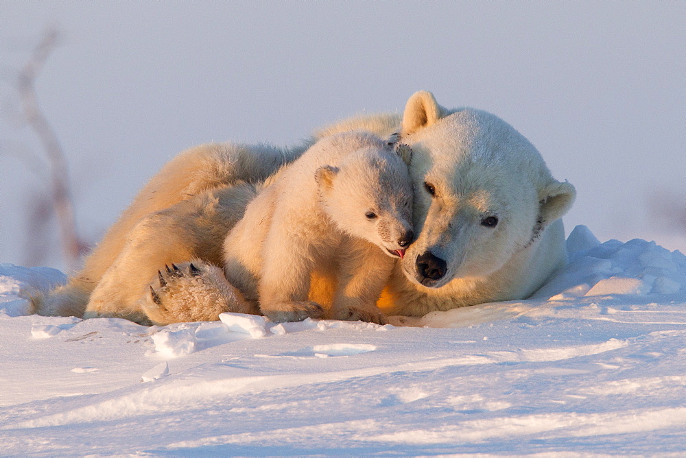 Polar bear (Ursus maritimus) and cub, Wapusk National Park, Churchill, Hudson Bay, Manitoba, Canada, North America